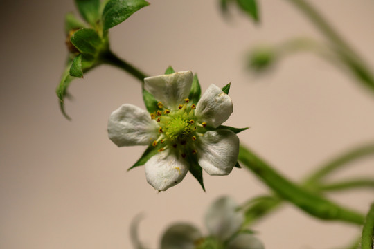 草莓开花