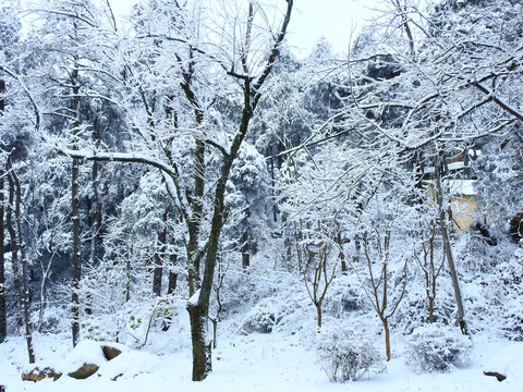 庐山树林雪景