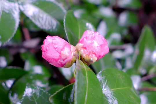 杜鹃花