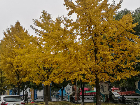银杏树