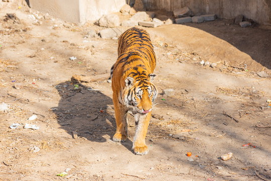 动物园里的老虎