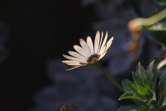 春天阳光下花朵