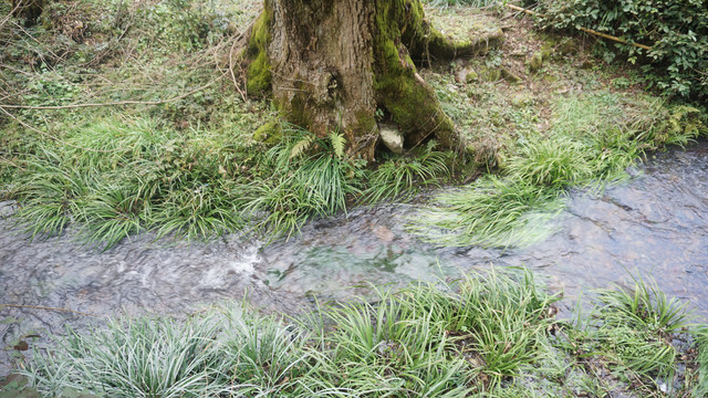 溪水