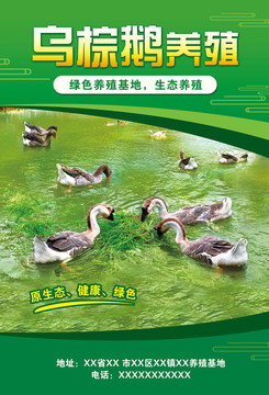 鹅养殖海报