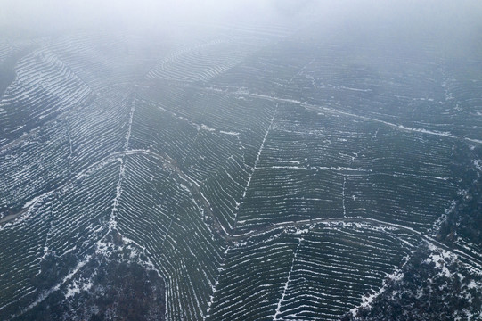 茶园雪景航拍