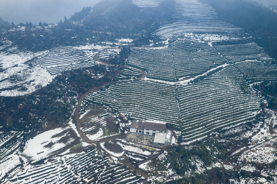 茶园雪景航拍