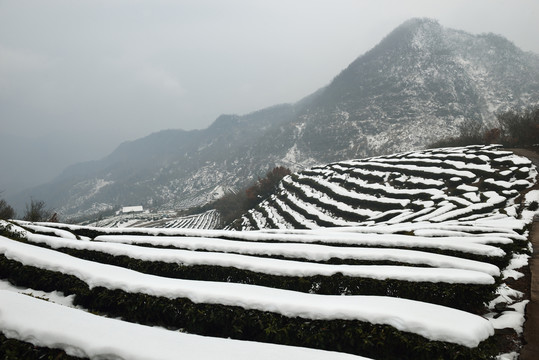 茶园雪景