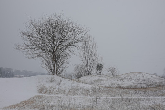 雪与树与草