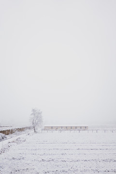雪中的田野