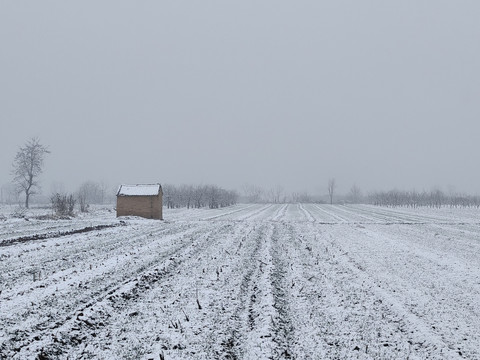 雪中的田野