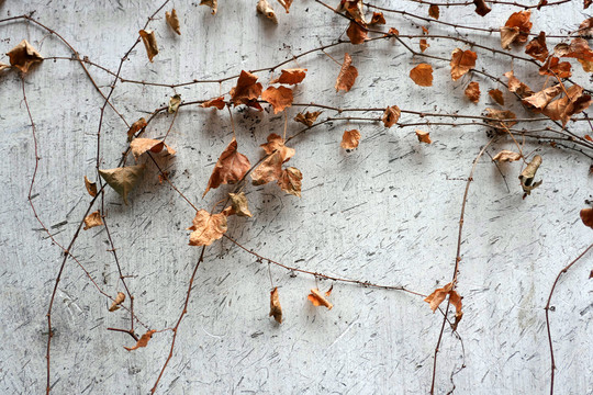 冬天墙壁上的枯叶