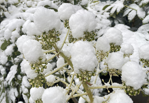 树上的雪