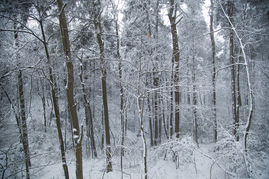 庐山雪景