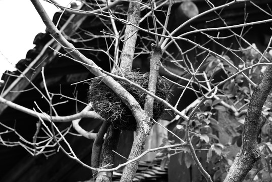 黑白摄影鸟窝树枝