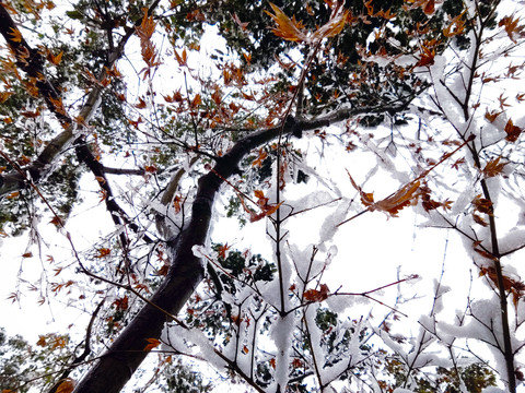 雪压枝头