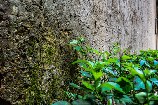 湿润的墙上长出绿叶植物