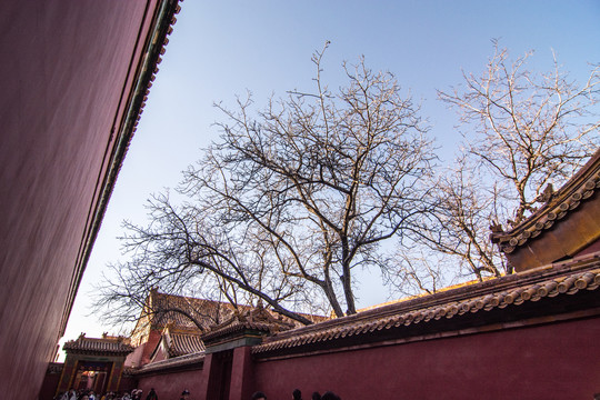 冬季故宫伸出红墙的树