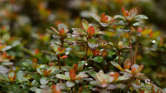 杜鹃花