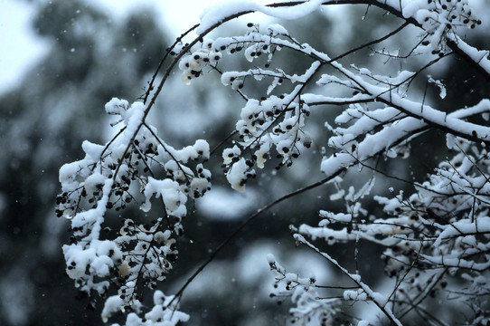 雪枝