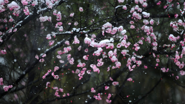 冰雪红梅