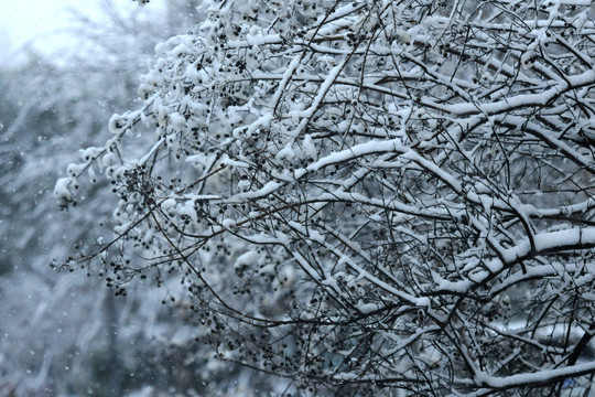 雪枝