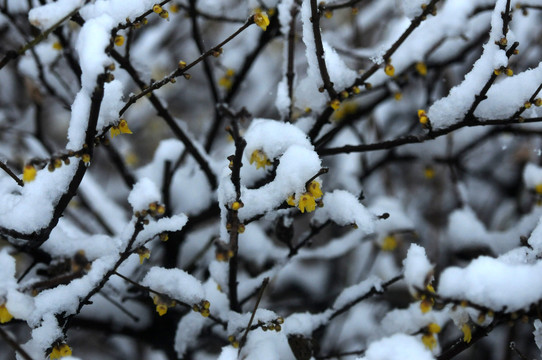 冰雪腊梅