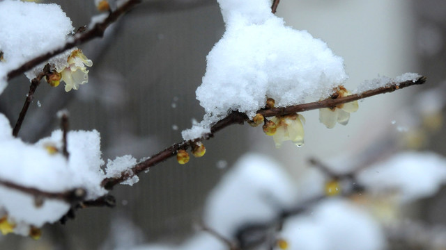 冰雪腊梅