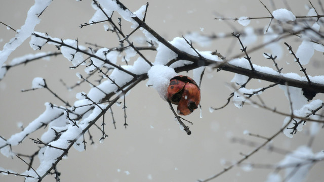 雪枝