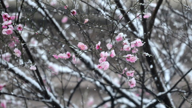 冰雪红梅