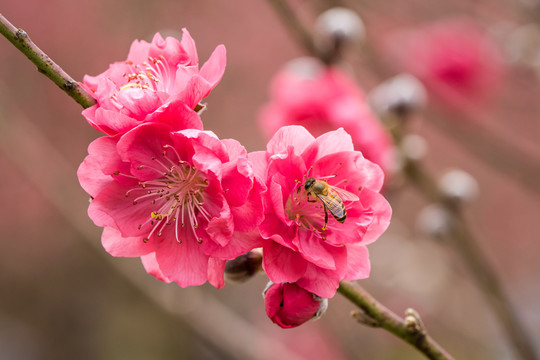 桃花盛开