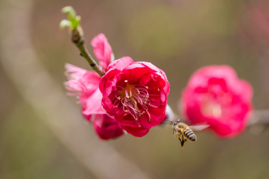 桃花