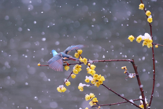 雪中翠鸟