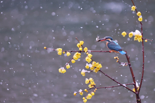 雪中翠鸟