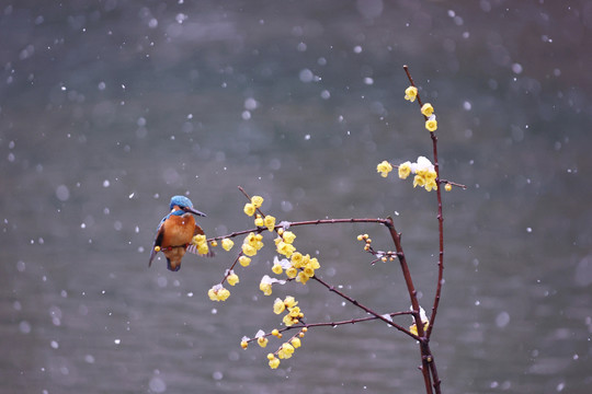 雪中翠鸟