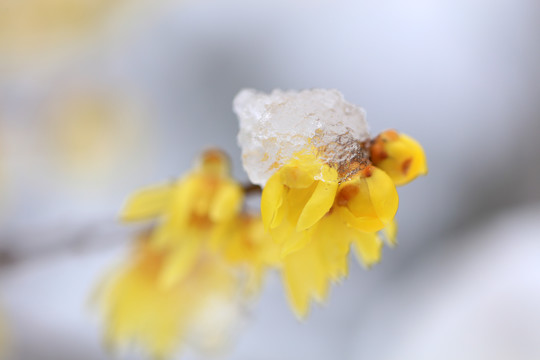 大雪