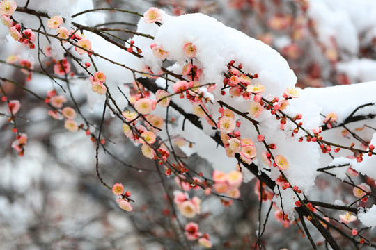 大雪