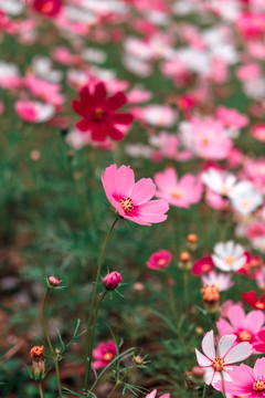 花卉素材图秋英菊格桑花