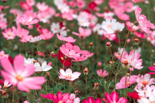 花卉素材图秋英菊格桑花