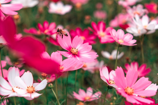 花卉素材图秋英菊格桑花