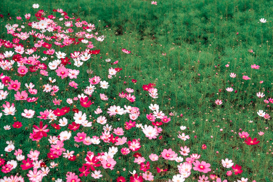 花卉素材图秋英菊格桑花