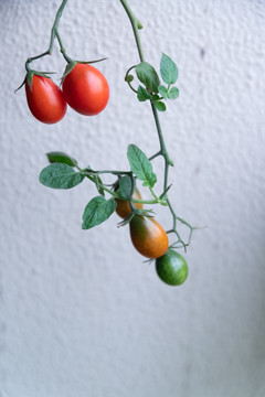 枝条上的红色小番茄