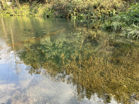 清澈湖水水草