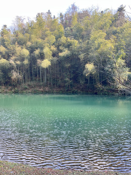 丛林风景