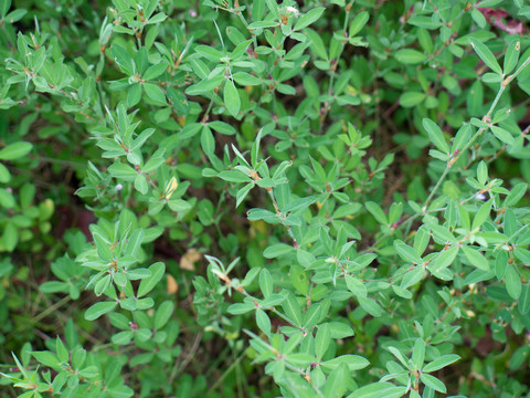 豆科植物鸡眼草