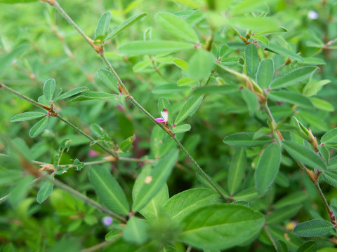 豆科植物鸡眼草