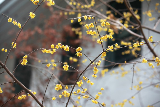 腊梅花