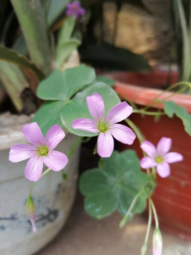 粉色的花朵