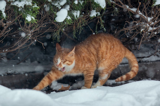 雪中的花猫