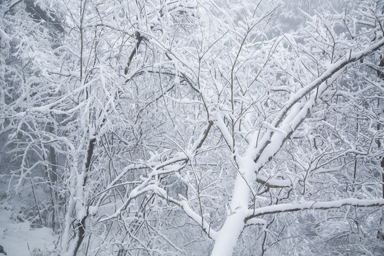 庐山雪景