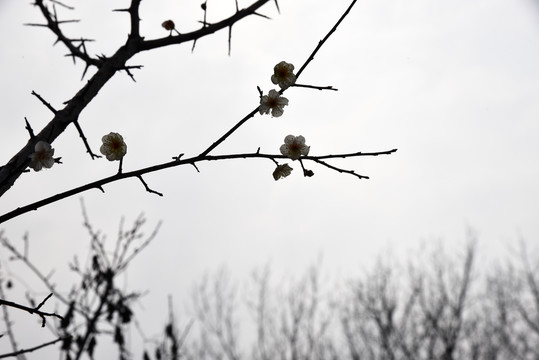 梅花花枝剪影